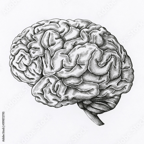 Hand drawn brain isolated on background