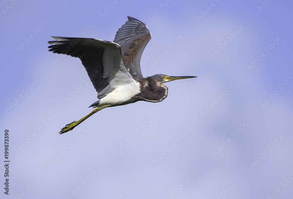 Fototapeta premium Tricolored Heron in Flight on Blue Sky