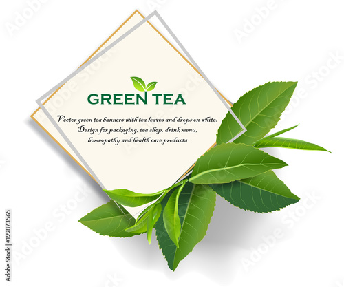 Vector green tea frame with tea leaves and drops on white background.