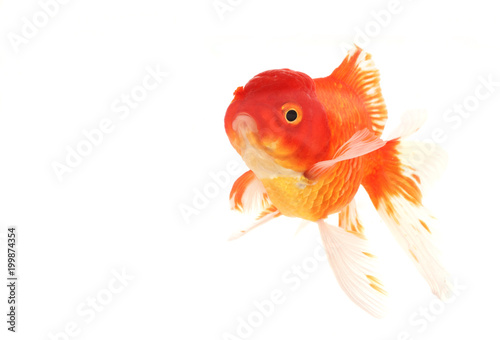 Goldfish swimming in aquarium, white background