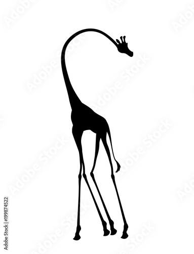Photography african giraffes illustration