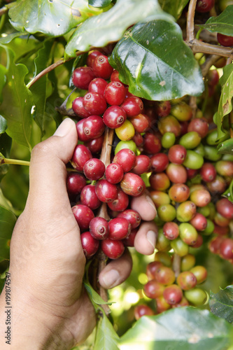  Close up of red berries coffee beans on agriculturist hand