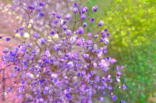 colorful purple and green Gypsophila in full blossom creamy style