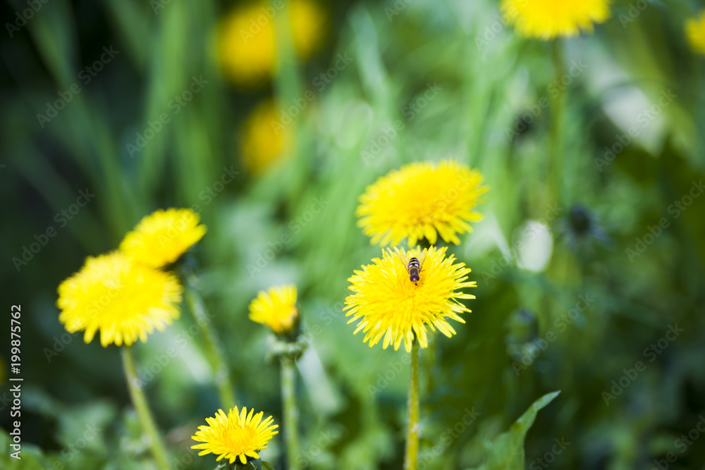 Bee collecting pollen on a yellow dandelion flower, floral close up Bee collecting pollen on a yellow dandelion flower, floral close up
