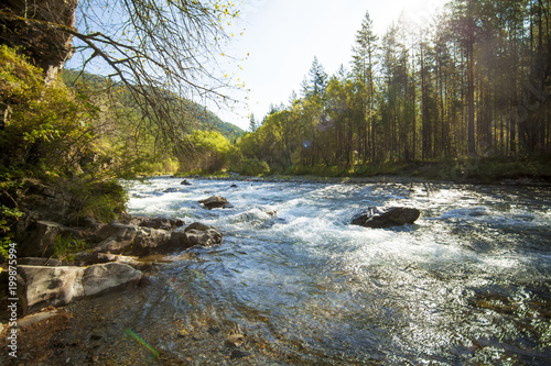 Mountain river fast stream going through green forest on a summer sunny day, Altai