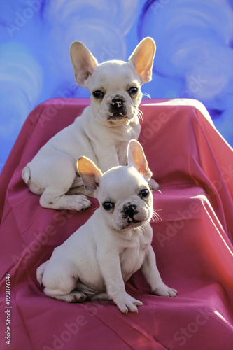 Two Cream Colored French Bulldog Puppies Sitting on a Set of Stairs Covered in a Pink Sheet