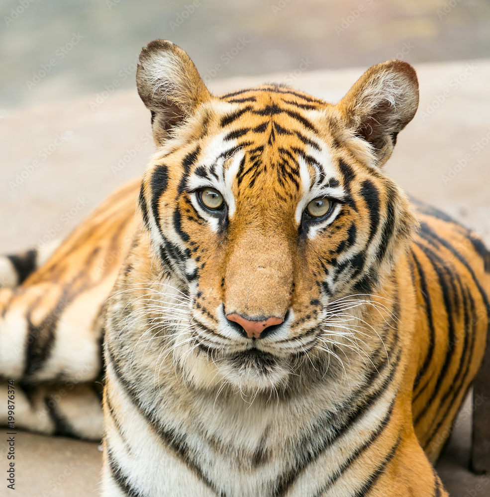 Fototapeta premium Portrait of tigers in their natural habitat
