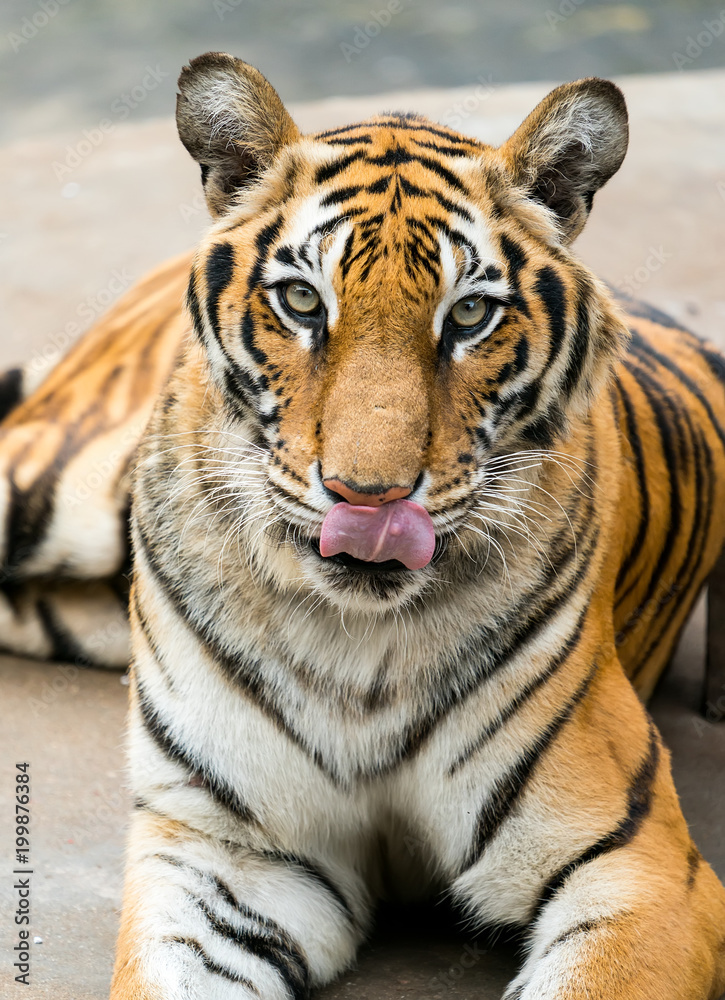Portrait of tigers in their natural habitat Portrait of tigers in their natural habitat