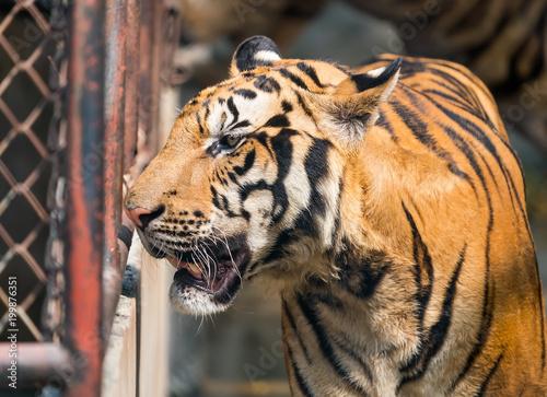 Fototapeta Naklejka Na Ścianę i Meble -  Portrait of tigers in their natural habitat
