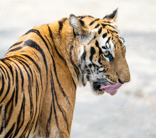 Fototapeta Naklejka Na Ścianę i Meble -  Portrait of tigers in their natural habitat