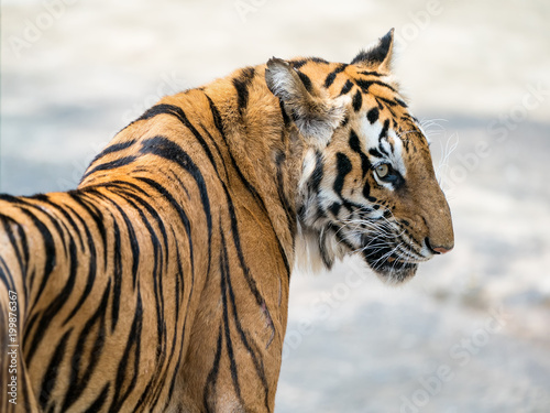 Fototapeta Naklejka Na Ścianę i Meble -  Portrait of tigers in their natural habitat