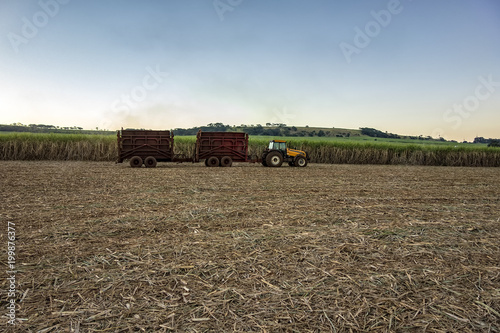 sugar cane field with a tractor carrying harvest 