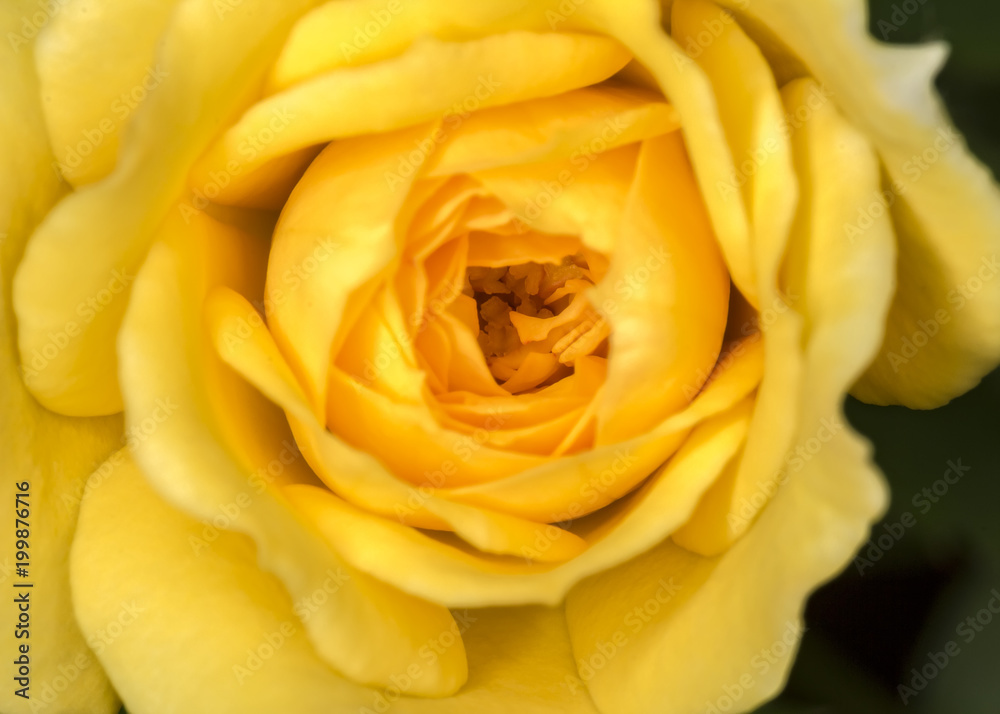 Bud rose Yellow flower close up Bud rose Yellow flower close up