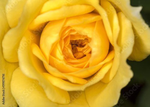 Bud rose Yellow flower close up 