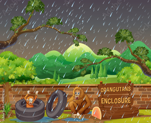 Scene with two orangutans in the zoo on rainy day