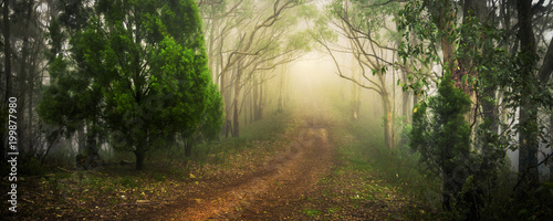 Fototapeta las spokojny australia