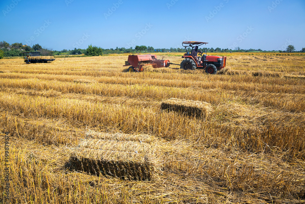 Obraz premium View of rice fields with farmers harvesting.