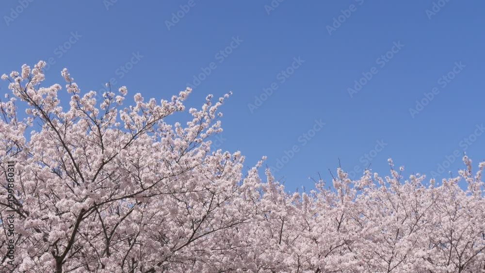 桜、桜並木(宮川堤) 桜、桜並木(宮川堤)