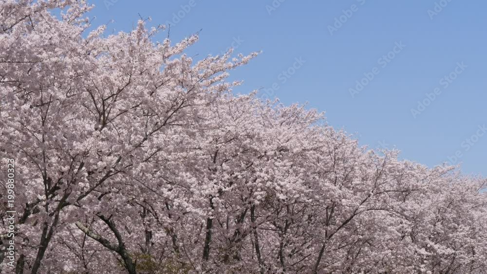 桜、桜並木(宮川堤) 桜、桜並木(宮川堤)