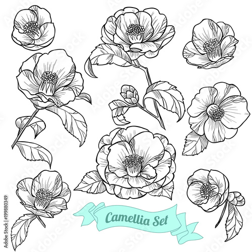 Set of camellia. Vector illustration
