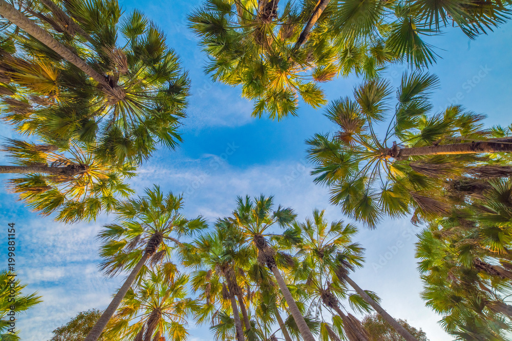 Palm trees looking up in tropical Australia Palm trees looking up in tropical Australia