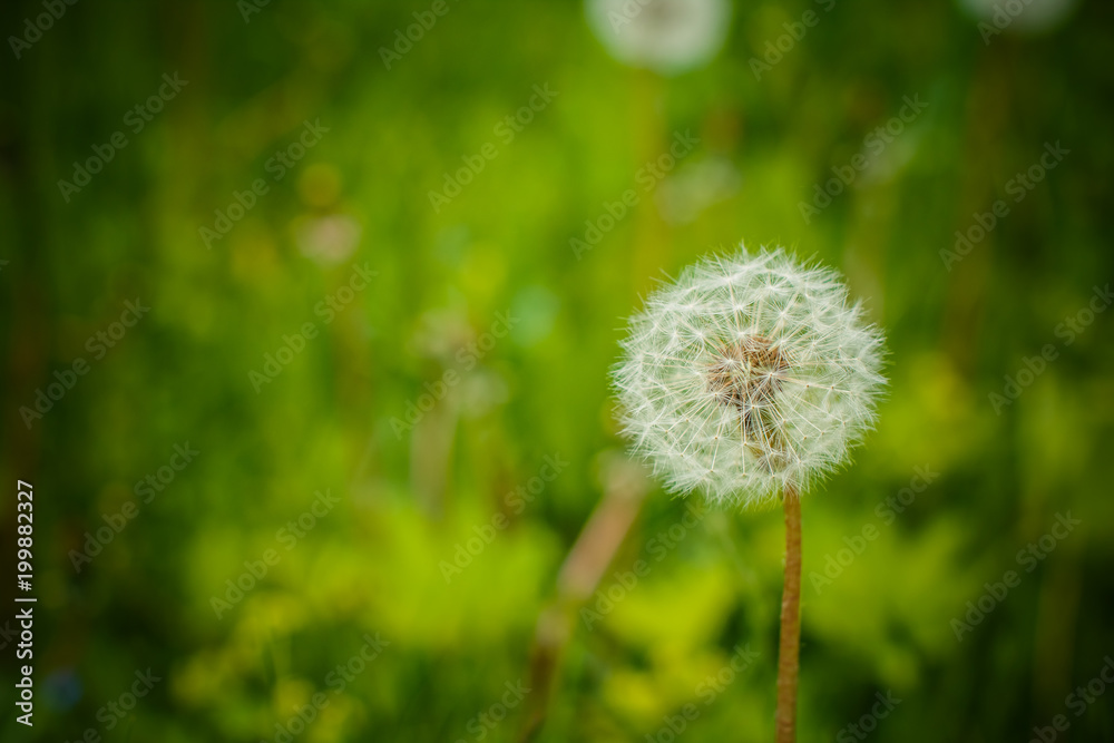 spring garden and meadow - springtime flowers: dandelion Taraxacum officinale - white dandelions seed agains the fresh green. Copy space