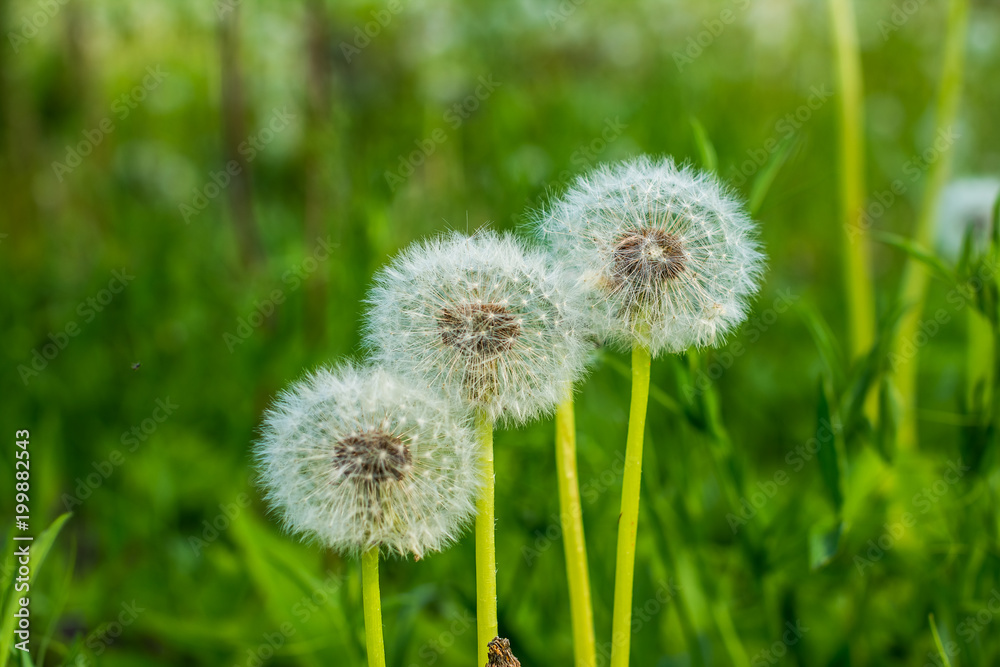Dandelion field fluffy dandelion Part of a meadow, in the background. Beautiful white dandelion flowers in green grass, in soft morning sunlight. Dandelion field fluffy dandelion Part of a meadow, in the background. Beautiful white dandelion flowers in green grass, in soft morning sunlight.