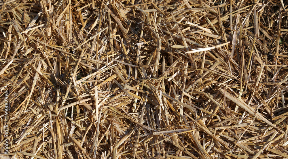dried straw in the barn on the farm dried straw in the barn on the farm