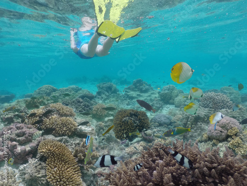 Person snorkelling underwater with coral reef fish in Rarotonga Cook Islands