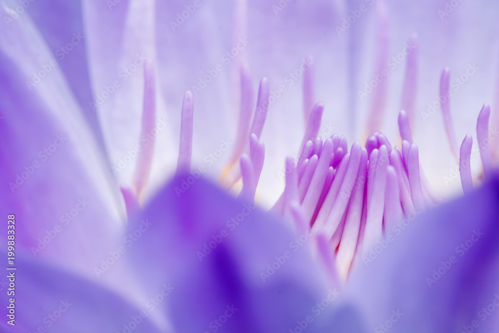 lotus lotus