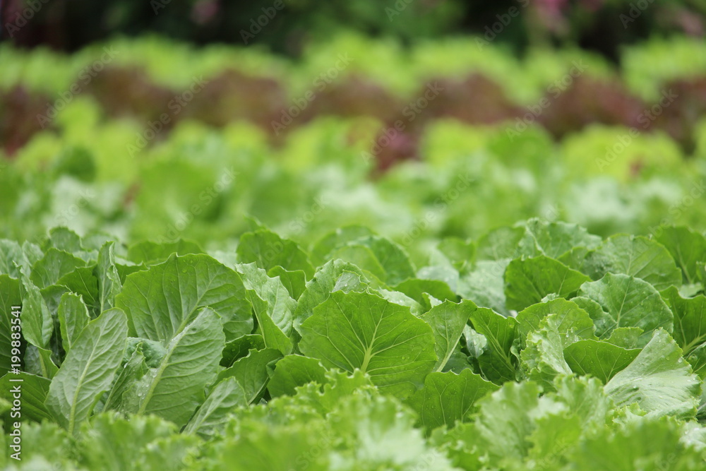 Organic Salad from Hydroponics with Liquid Soil in Non-Soil Water at Organic Farm. Organic Salad from Hydroponics with Liquid Soil in Non-Soil Water at Organic Farm.