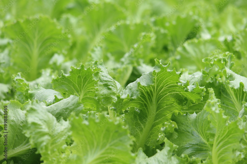 Organic Salad from Hydroponics with Liquid Soil in Non-Soil Water at Organic Farm. Organic Salad from Hydroponics with Liquid Soil in Non-Soil Water at Organic Farm.
