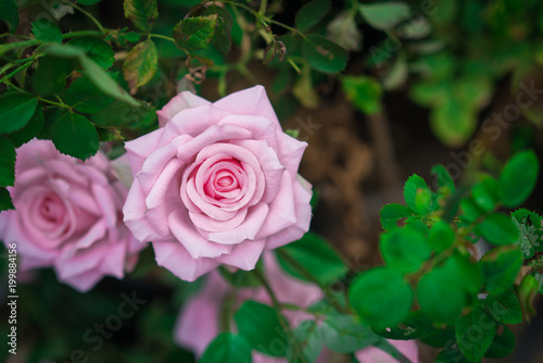 Soft color Roses Background