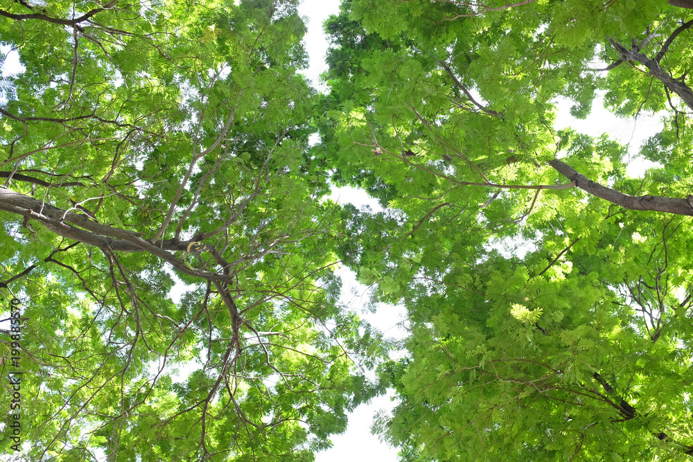 Tree leaf and branches in the garden against sky background.