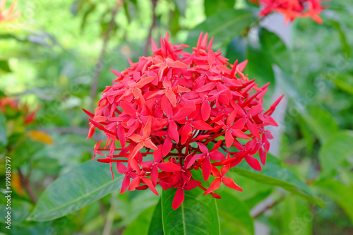 Red spike flower  Rubiaceae Ixora coccinea.