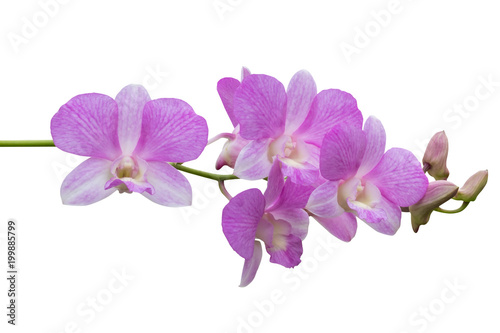 Beautiful Orchid flower isolated on white background with clipping path