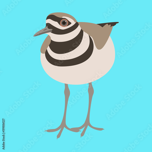 killdeer  bird  vector illustration flat style  front