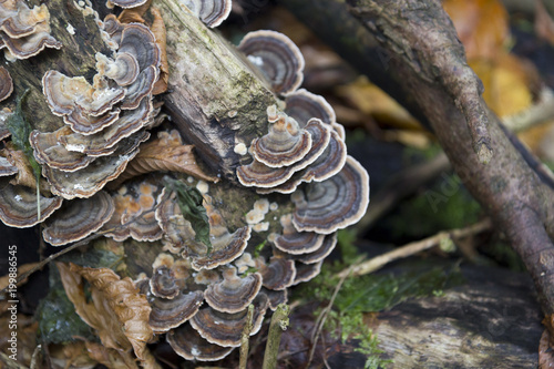 Polyporaceae lignicole mushrooms on wood in forest