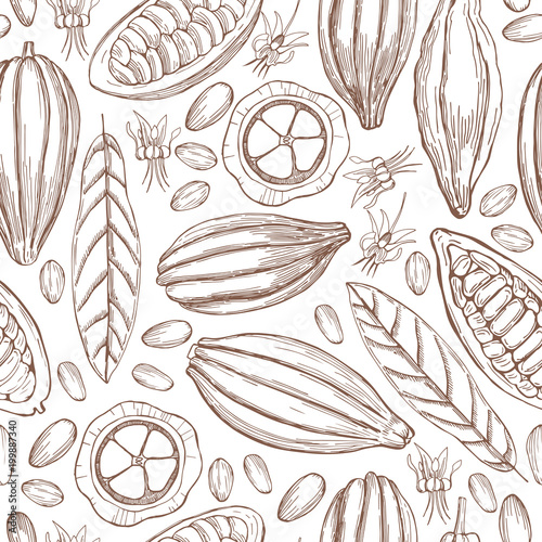 Hand drawn cocoa bean.Vector  seamless pattern.