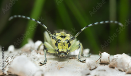 Ladder marked longhorn beetle, Saperda scalaris with aphid on its head, macro photo © Henrik Larsson