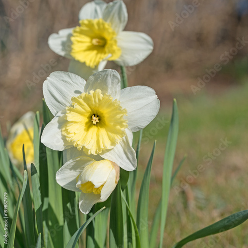 Fototapeta Naklejka Na Ścianę i Meble -  Narzissen, Narcissus, Osterglocken
