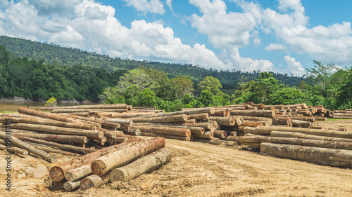log yard of peeled tropical rain forest hardwood, Borneo, Indonesia. forestry and industrial background photo