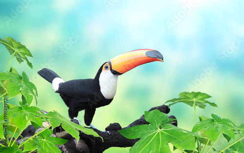 Horizontal banner with beautiful colorful toucan bird