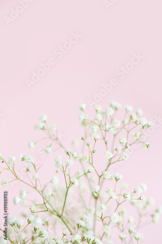 Gypsophila on pink background close-up  selective focus  copy space