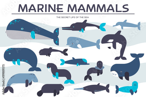 Sea mammals animal collection icons set. Vector fish illustration in ocean life background. Marine exotic creature flat design  photo