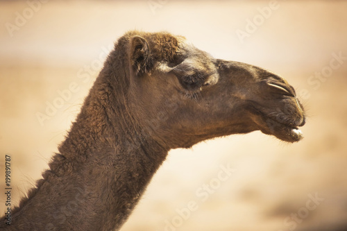 Camel head. Muzzle of a desert animal