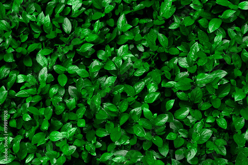 Green hedge of shrub Cotoneaster lucidus for the background texture. Fresh leaves are evenly arranged on the frame