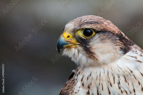 close up portrait of a peregrine saker hybrid falcon in a blue grey background	