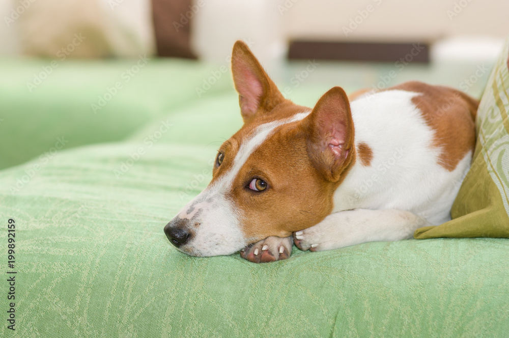 Indoor portrait of boring basenji lying on a sofa and being awake. Indoor portrait of boring basenji lying on a sofa and being awake.