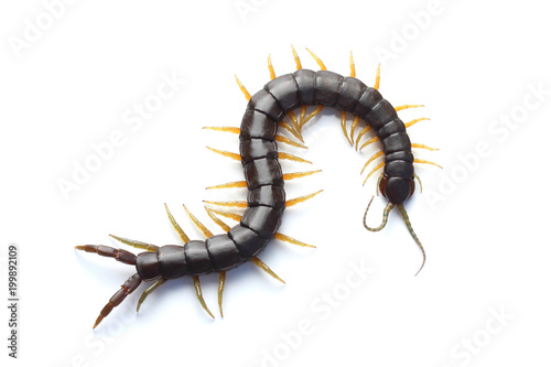 Scolopendra isolated on white